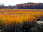 Sunset over a salt marsh at Plum Island, Massachusetts, as autumn arrives.